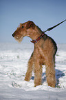 standing Airedale Terrier