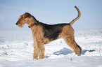 standing Airedale Terrier