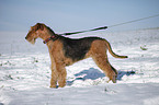 standing Airedale Terrier