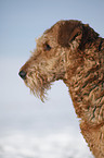 Airedale Terrier Portrait