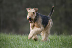 running Airedale Terrier