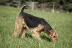 Airedale Terrier