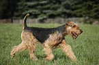 running Airedale Terrier