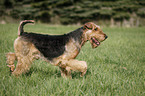 running Airedale Terrier