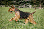 running Airedale Terrier