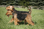 Airedale Terrier