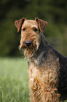 Airedale Terrier