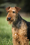 Airedale Terrier