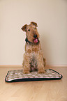 sitting Airedale Terrier