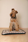 sitting Airedale Terrier