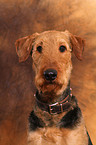 Airedale Terrier Portrait