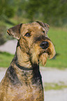 Airedale Terrier Portrait