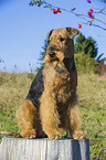 sitting Airedale Terrier