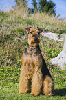 sitting Airedale Terrier