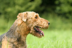 Airedale Terrier Portrait