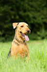 sitting Airedale Terrier