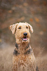 Airedale Terrier Portrait