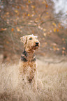 sitting Airedale Terrie