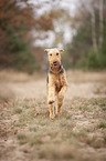 running Airedale Terrier