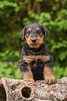 Airedale Terrier Puppy