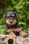 Airedale Terrier Puppy