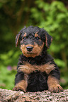 Airedale Terrier Puppy