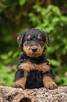 Airedale Terrier Puppy