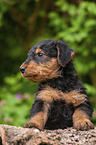 Airedale Terrier Puppy