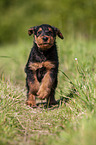 running Airedale Terrier Puppy