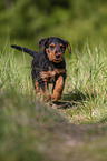 running Airedale Terrier Puppy