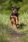 running Airedale Terrier Puppy