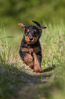 running Airedale Terrier Puppy