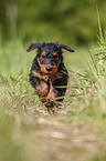 running Airedale Terrier Puppy