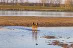 bathing Airedale Terrier
