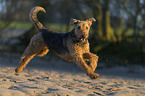 running Airedale Terrier