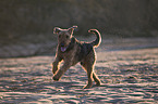 running Airedale Terrier