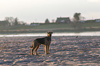 Airedale Terrier