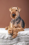 Airedale Terrier