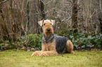 Airedale Terrier