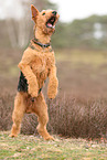 adult Airedale Terrier