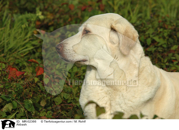 Anatolischer Hirtenhund / Akbash / MR-02366