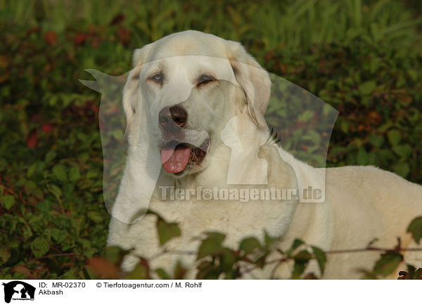 Anatolischer Hirtenhund / Akbash / MR-02370