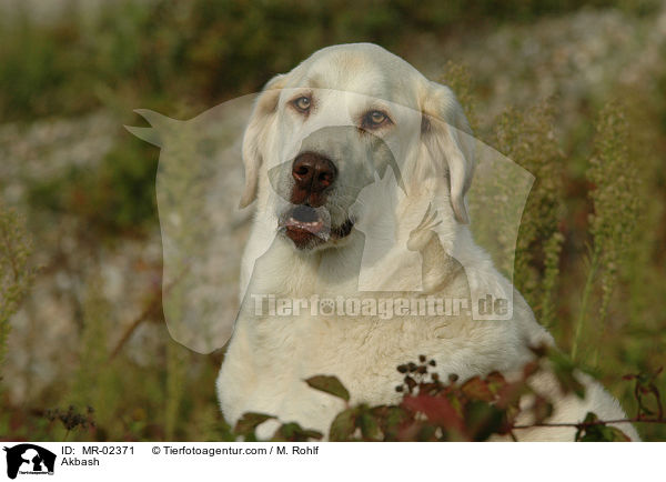 Anatolischer Hirtenhund / Akbash / MR-02371
