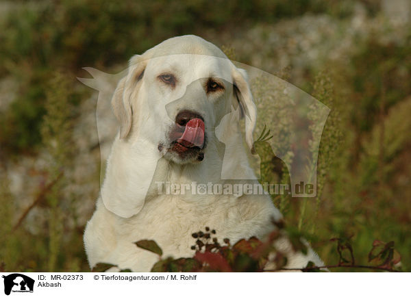 Anatolischer Hirtenhund / Akbash / MR-02373
