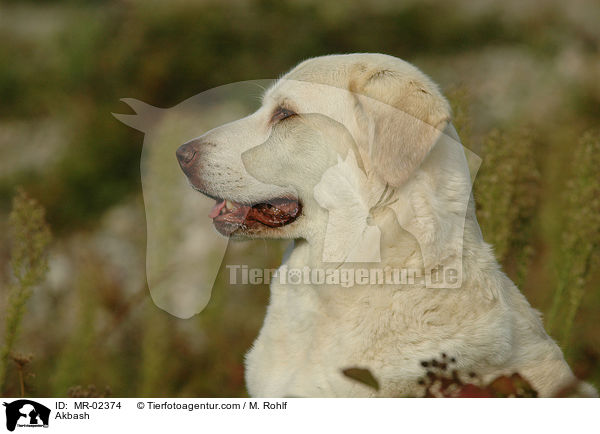 Anatolischer Hirtenhund / Akbash / MR-02374