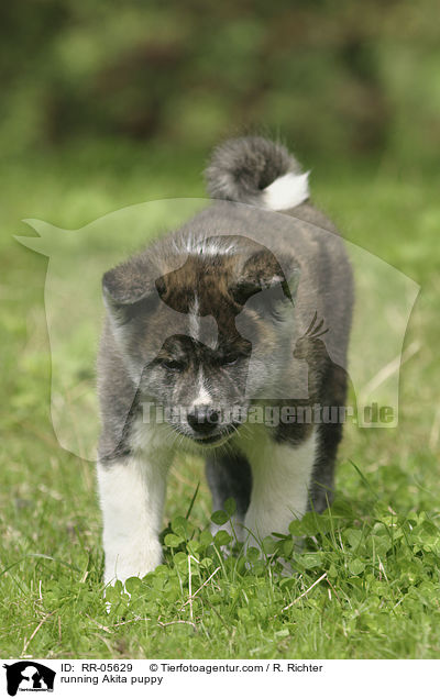 rennender Akita Inu Welpe / running Akita puppy / RR-05629