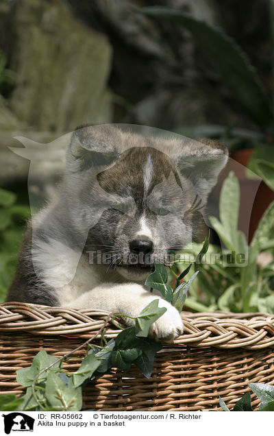 Akita Inu Welpe im Krbchen / Akita Inu puppy in a basket / RR-05662