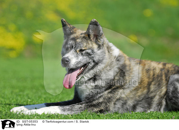 liegender Akita-Inu / lying Akita-Inu / SST-05353