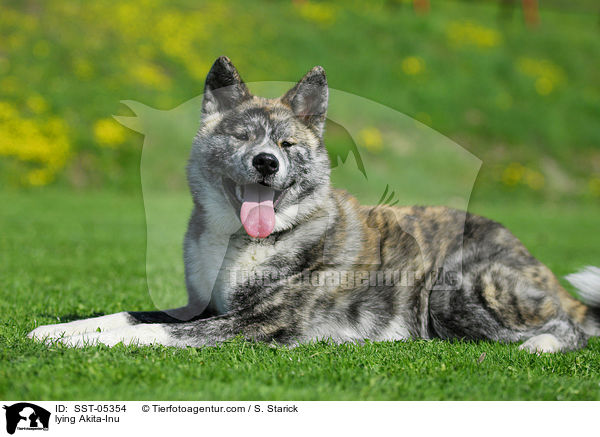 liegender Akita-Inu / lying Akita-Inu / SST-05354