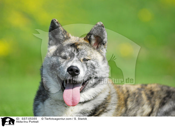 Akita-Inu Portrait / Akita-Inu Portrait / SST-05355